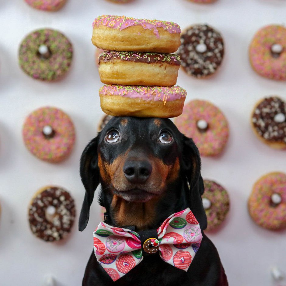 SWNS_BALANCE_DOG_30.jpg
