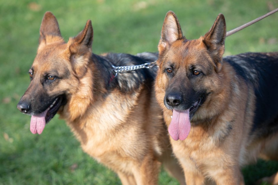 SWNS_CANCER_DOGS_018.jpg