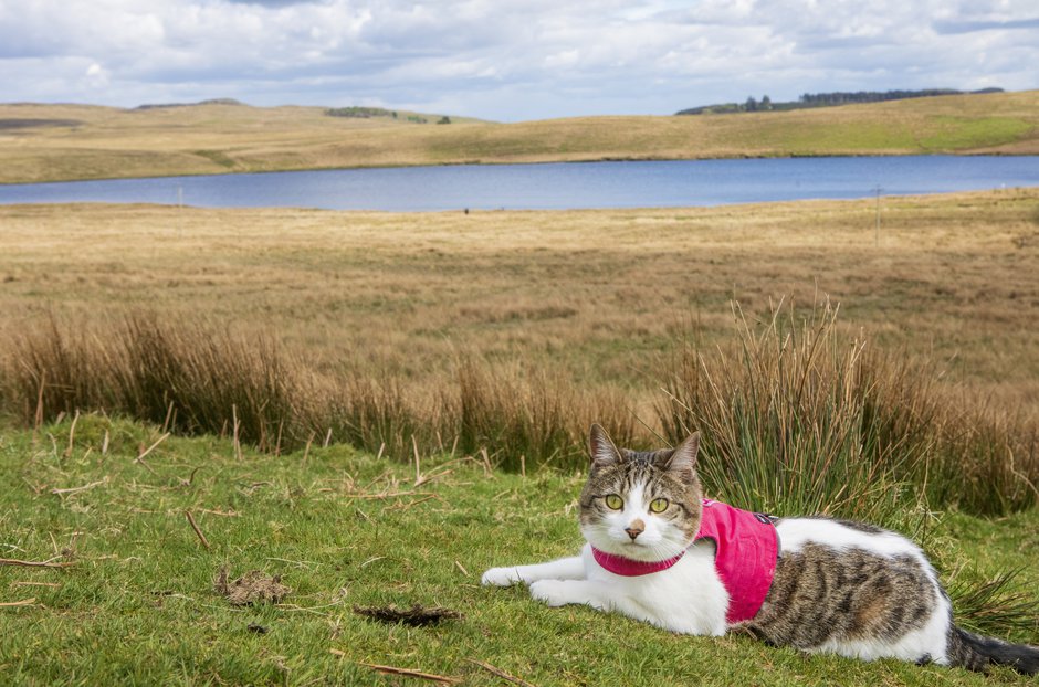SWNS_CAT_WALK_010.jpg