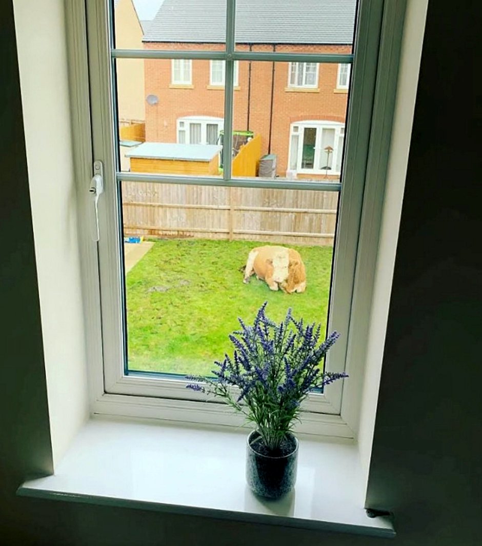 SWNS_GARDEN_BULL_003.jpg