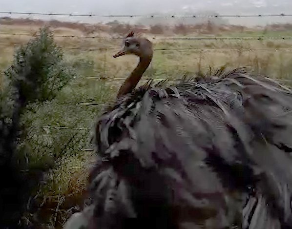 SWNS_GIANT_RHEA_05.jpg