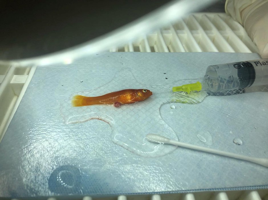 SWNS_GOLDFISH_SURGERY_007.jpg