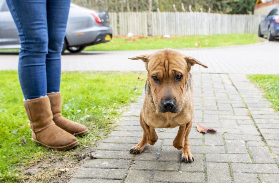 SWNS_LEGLESS_DOG_19.jpg