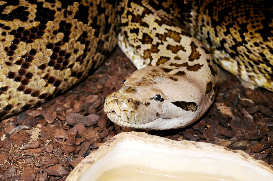 SWNS_MASSIVE_SNAKE_06.jpg