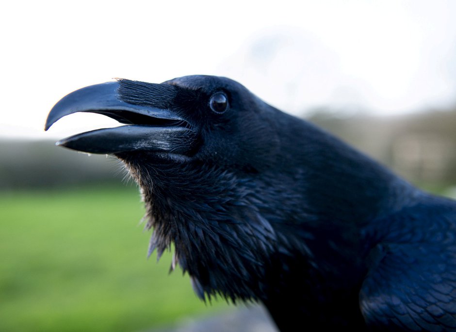 SWNS_PET_RAVEN_005.jpg