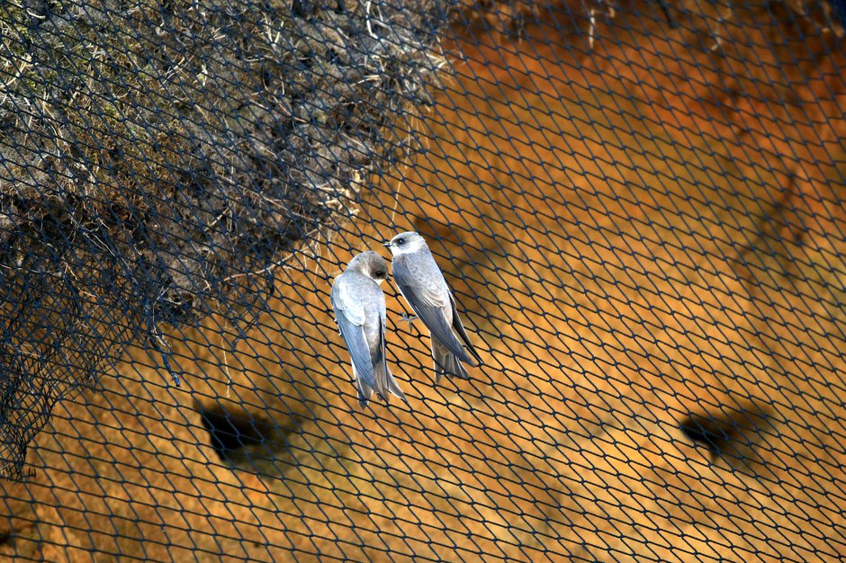 SWNS_SANDMARTIN_NESTING_02.jpg