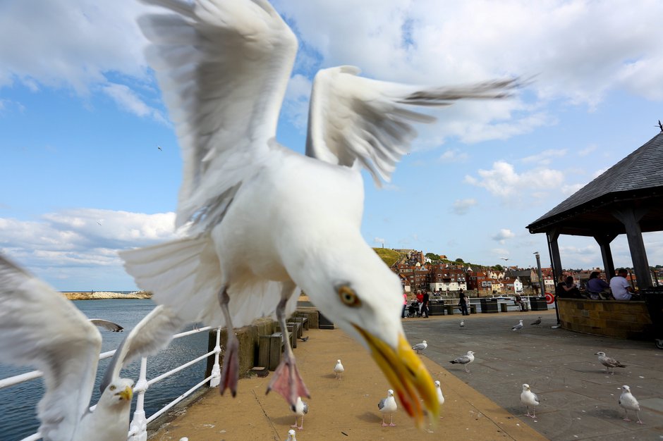 SWNS_SEAGULL_SIEGE_10.jpg