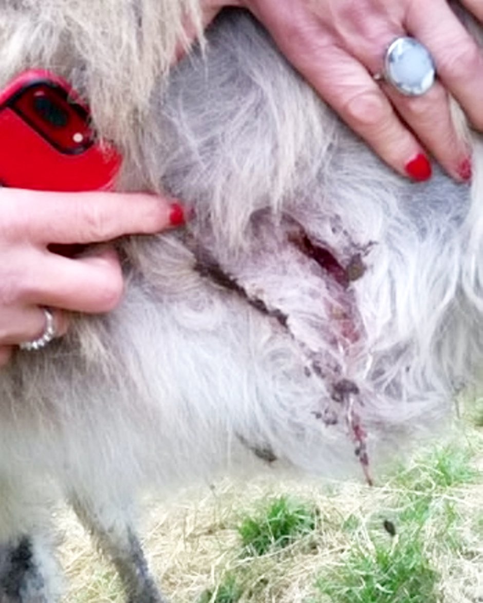 SWNS_STABBED_DONKEY_002.jpg