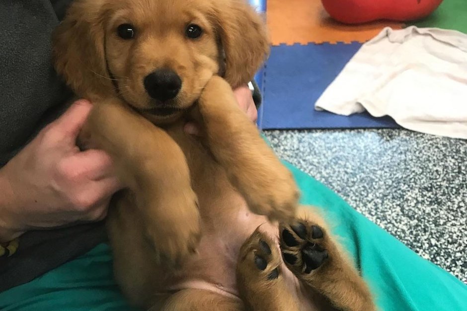 SWNS_STREET_PUP_03.jpeg