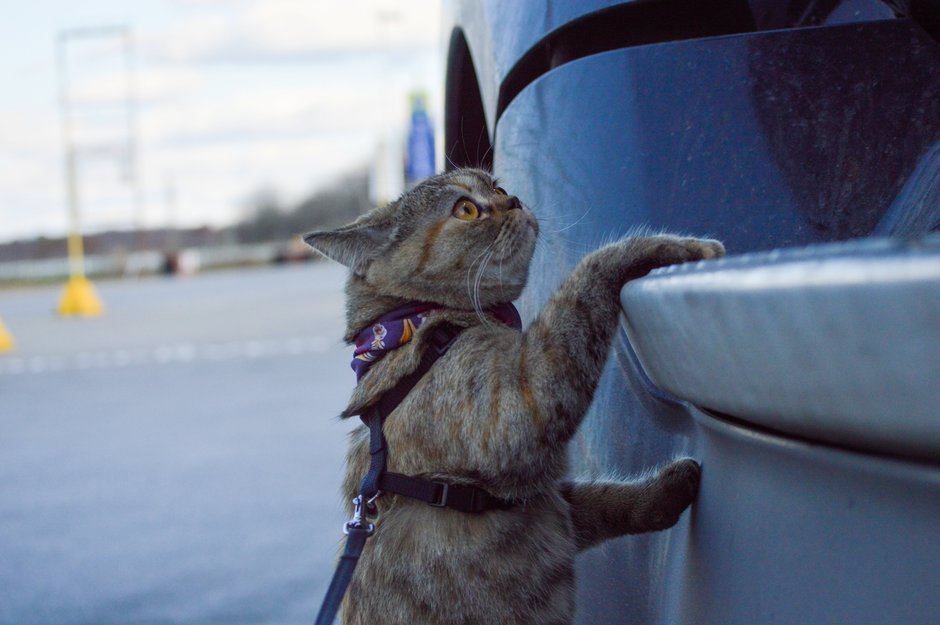 SWNS_TRAVELLING_CAT_09.jpg